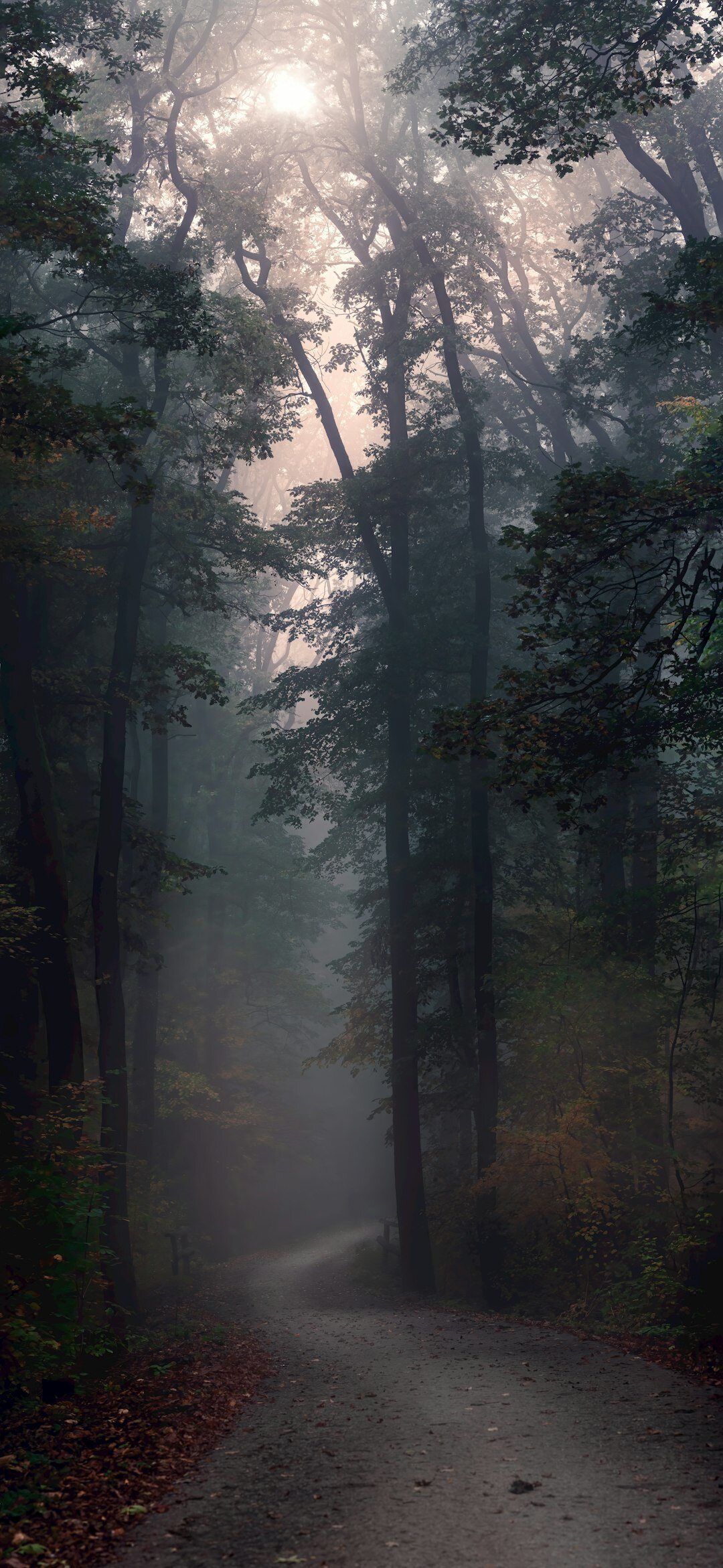 foggy forest path at night